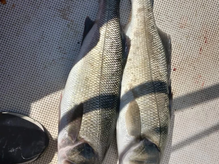 Pronájem lodi Toulon lákavé ceny Vector 2200WA