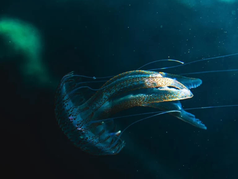 Olbap Olbap 5 jednotlivci a charterové společnosti v Sant Antoni de Portmany