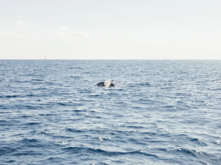 Pronajmout si Jeanneau Sun Odyssey 409 Performance v Port d'Andratx