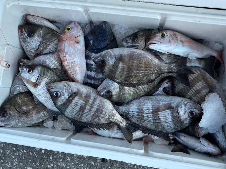 Pronájem Motorová loď Bayliner s licencí