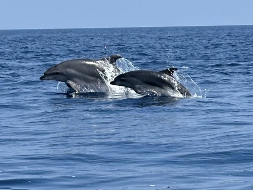 Rascala Fm17 jednotlivci a charterové společnosti v Saint-Cyprien