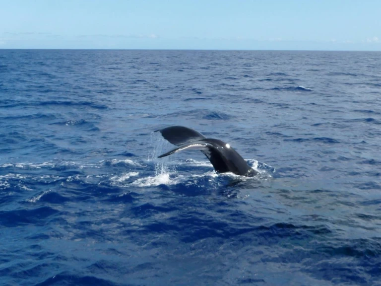 CeyCat catamaran jednotlivci a charterové společnosti v Trincomalee