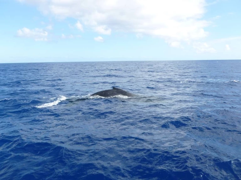 Pronájem Plachetnice v Trincomalee -CeyCat catamaran
