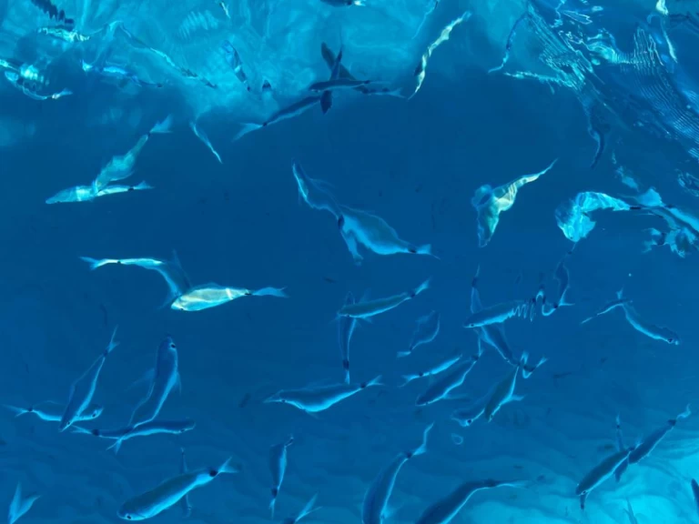 Polotuhá loď k pronájmu v Villasimius za nejlepší cenu