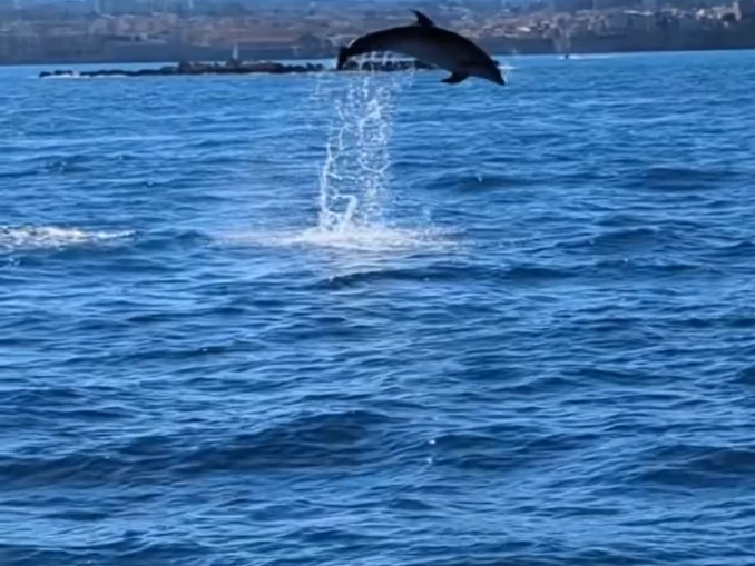 Pronájem Motorová loď Navan s licencí