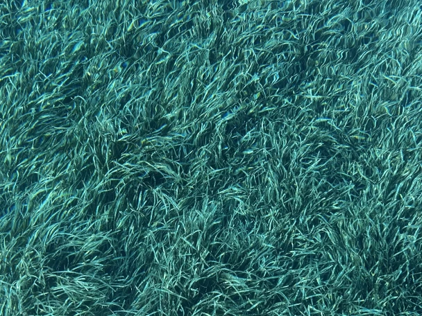 Pronájem jachty v Saint-Tropez -Jeanneau Merry Fisher 1095 na Samboatu