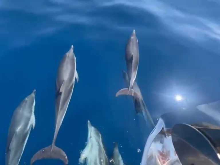 Pronájem Jachta v Saint-Tropez -Jeanneau Merry Fisher 1095