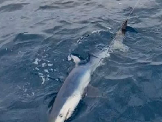 Pronájem Motorová loď Ocqueteau s licencí