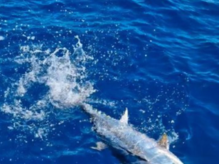 Motorová loď k pronájmu v Saint-Gilles les Bains za nejlepší cenu