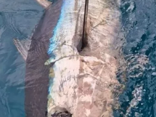 Ocqueteau Ostrea 700 T-Top jednotlivci a charterové společnosti v Saint-Gilles les Bains