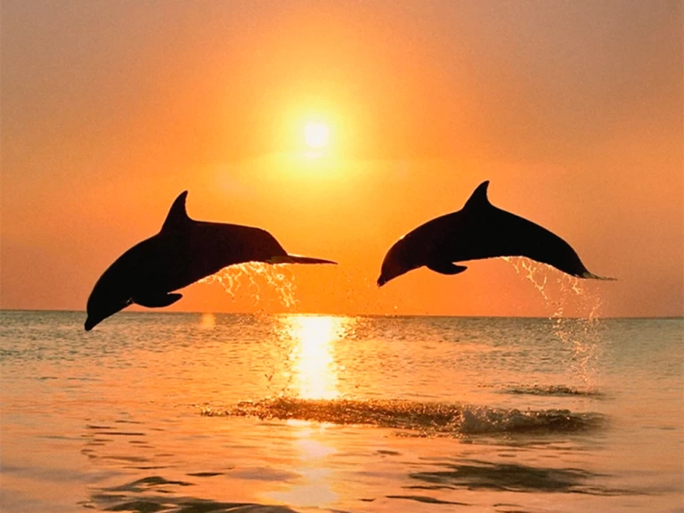 Pronájem lodi Naviplane 710 v Benalmádena na Samboatu