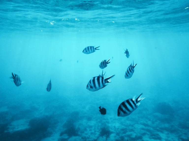 Pronájem lodi Kendwa lákavé ceny Custom made