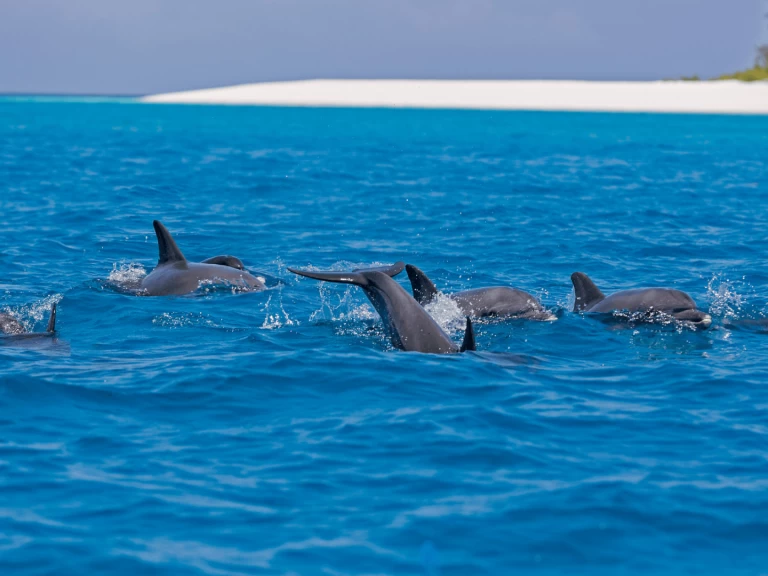 Pronájem jachty v Kendwa -Custom Made Custom made na Samboatu