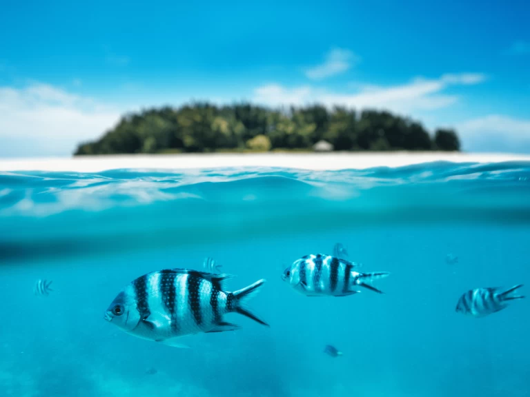 Pronájem Katamarán v Kendwa -Custom Made Custom made