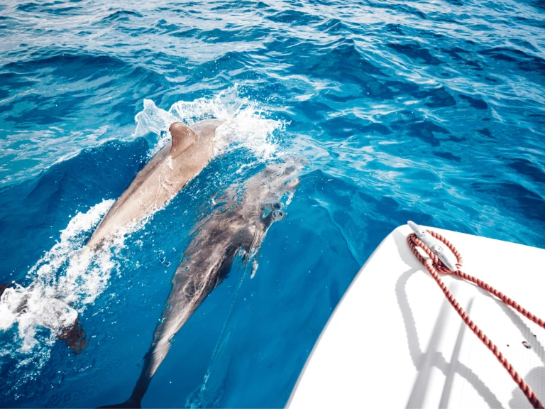 Pronájem lodi Custom Made Custom made v Kendwa na Samboatu