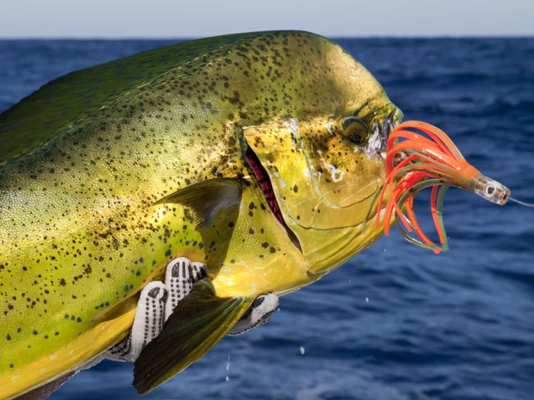 Pronájem lodi Custom Made Custom made v Punta Cana na Samboatu