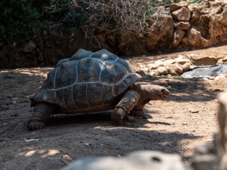 Pronajmout Plachetnice se skipperem či ne Custom v Zanzibar