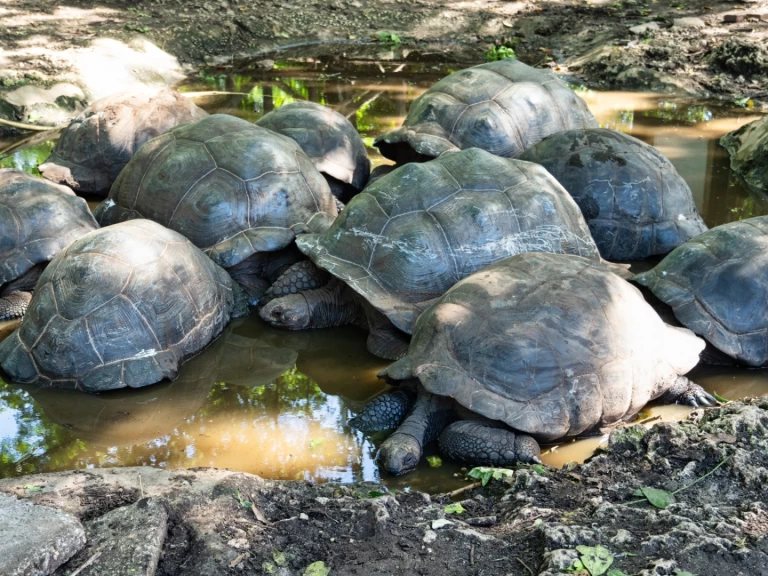 Custom Custom jednotlivci a charterové společnosti v Zanzibar