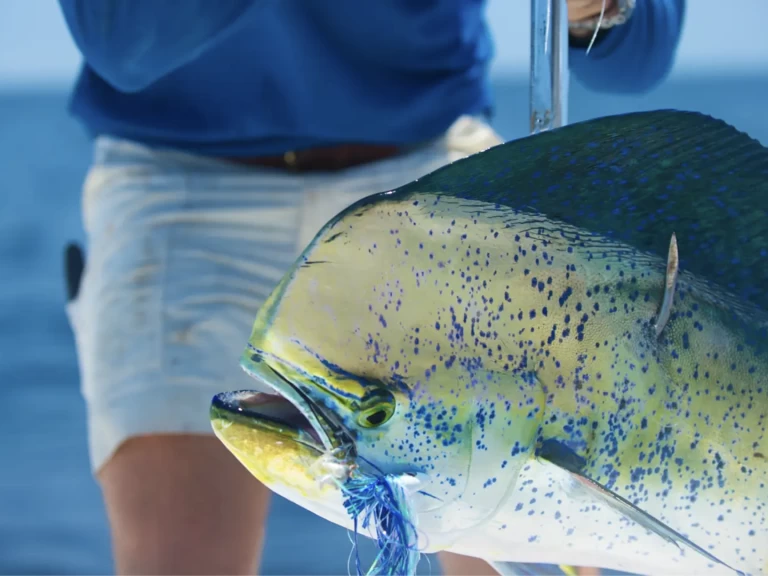 Pronajmout si HCB 53 Suenos  v Providenciales