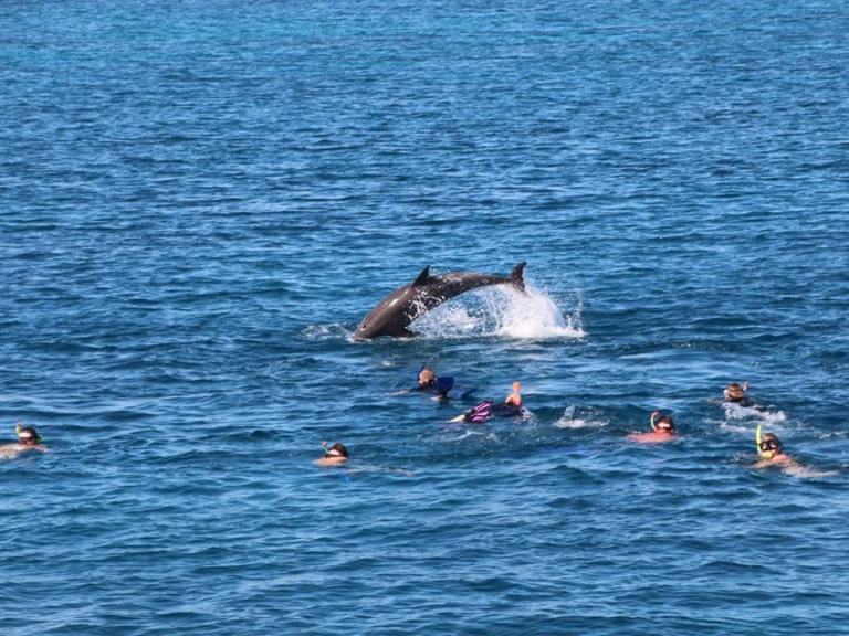 Pronájem Jachta  s licencí