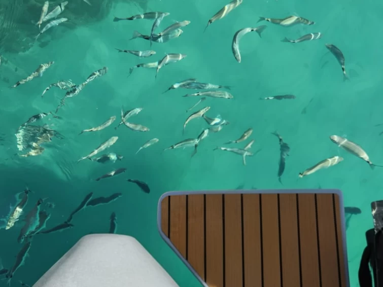 Pronájem Polotuhá loď Sacs s licencí