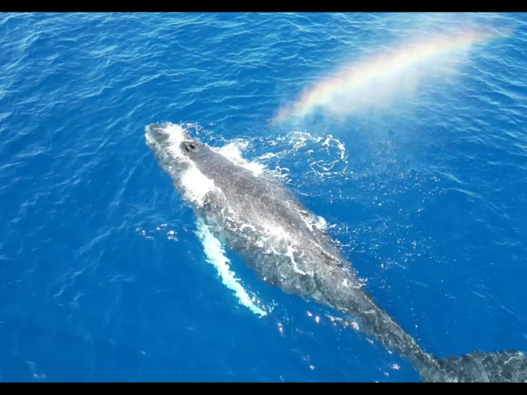 Plachetnice k pronájmu v Le Gosier za nejlepší cenu
