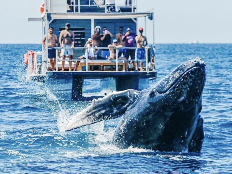 Pronájem lodi Custom Made 36 v Cabo San Lucas na Samboatu