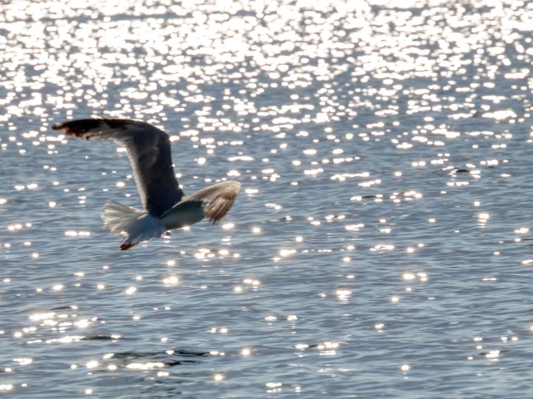 Pronájem jachty v Otranto -dolphin Dolphin 25 na Samboatu