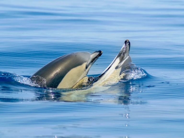 Narwhal 88 jednotlivci a charterové společnosti v Portimão