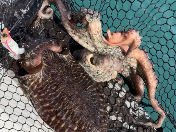 Ocqueteau Ocqueteau 725 jednotlivci a charterové společnosti v Le Cap d'Agde