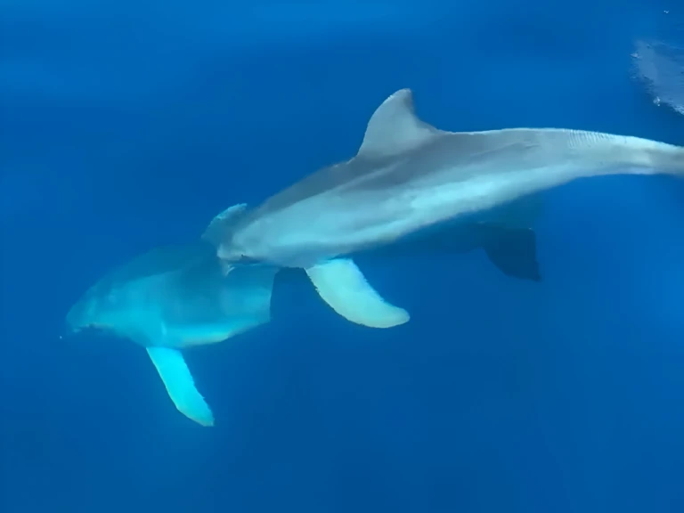 Pronajmout Polotuhá loď se skipperem či ne Marlin Boat v Golfo Aranci